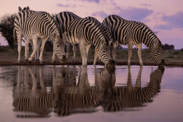 Zebras