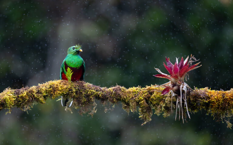 Short-tailed-Quetzal-in-the-rain-9622