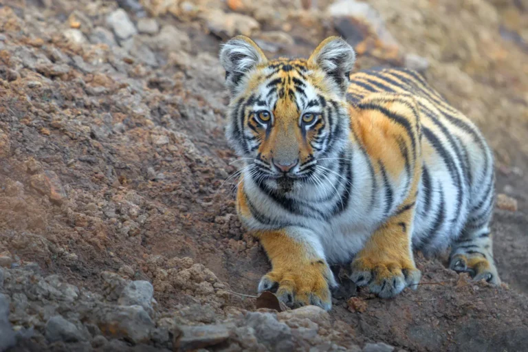 IND_Tigers_head_00