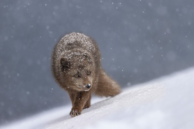 SS_ArcticFox_01